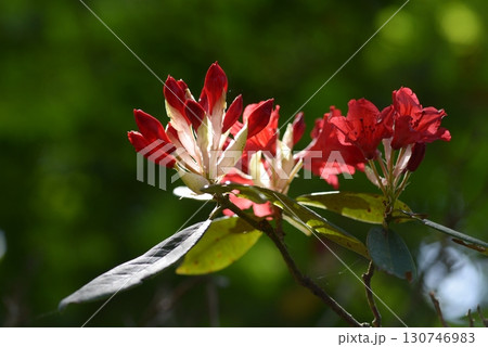 セイヨウシャクナゲ 130746983