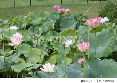 ピンクと白の蓮の花・咲き並ぶ姿を横からとらえた夏の風景 — 水辺に浮かぶ色彩と静けさの対話 — 130746998