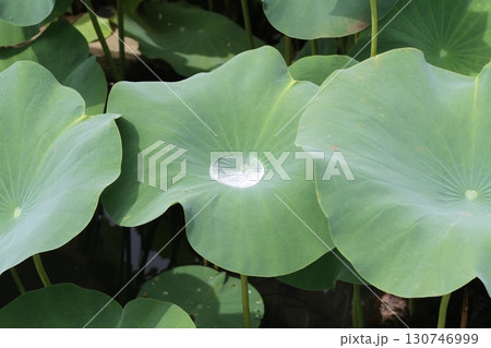 蓮の葉にたまった水・光を受けて輝く自然の造形 — 水滴が語る静かな夏の風景 — 130746999