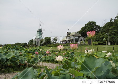 ピンクと白の蓮の花・霞ヶ浦総合公園の風車を背景に咲く夏の風景 — 曇り空に浮かぶ静かな色彩の対話 — ピンクと白の蓮の花・霞ヶ浦総合公園の風車を背景に咲く夏の風景 — 曇り空に浮かぶ静かな色彩の対話 — 130747000