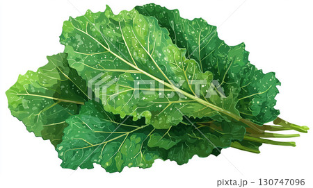 水滴が光る新鮮なケールの葉を束ねた様子、ヘルシーな食生活のイメージイラスト 130747096