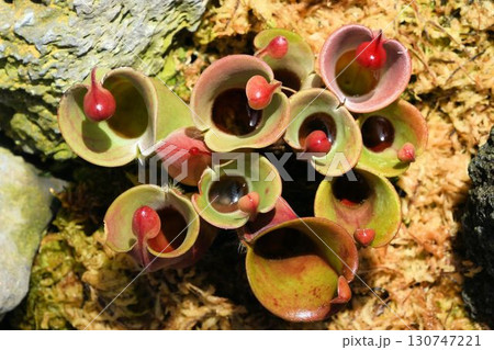 ギアナ高地原産の口を大きく開いた筒状の葉に小さな蓋状の葉が可愛い食虫植物のヘリアンフォラ・ミノル ギアナ高地原産の口を大きく開いた筒状の葉に小さな蓋状の葉が可愛い食虫植物のヘリアンフォラ・ミノル 130747221