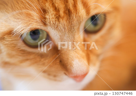 鮮やかな毛並みの茶トラの猫のアップ 130747446
