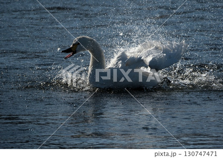 水面をたたき水浴びするコハクチョウ 130747471