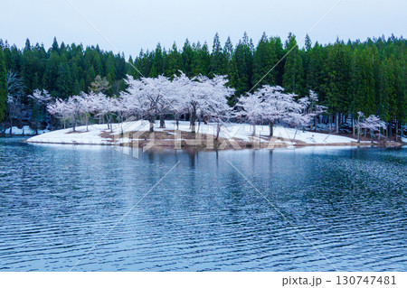 250428津南町中子の桜 130747481