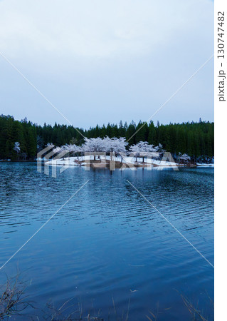 250428津南町中子の桜 130747482