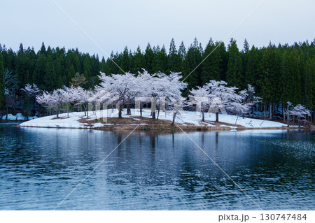 250428津南町中子の桜 250428津南町中子の桜 130747484