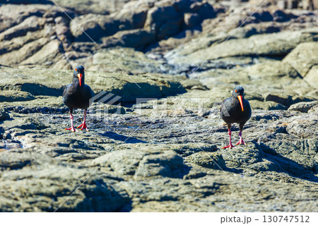 Sooty Oystercatcher birds searching for food on a rocky coastline 130747512
