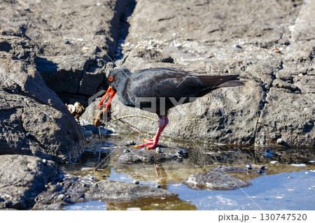 A Sooty Oystercatcher bird searching for food on a rocky coastline A Sooty Oystercatcher bird searching for food on a rocky coastline 130747520