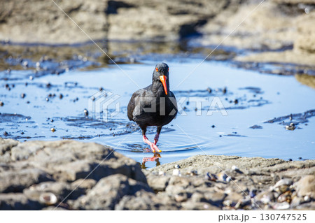 A Sooty Oystercatcher bird searching for food on a rocky coastline A Sooty Oystercatcher bird searching for food on a rocky coastline 130747525