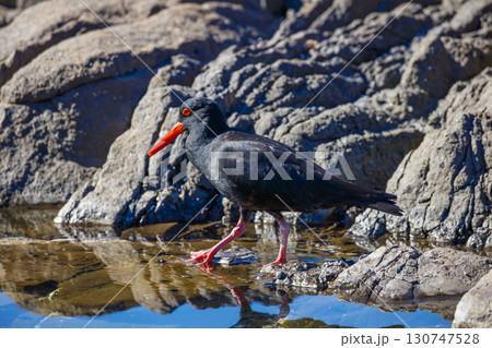 A Sooty Oystercatcher bird searching for food on a rocky coastline A Sooty Oystercatcher bird searching for food on a rocky coastline 130747528