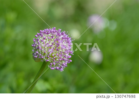 アリウム・ギガンチウム アリウム・ギガンチウム 130747698