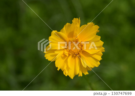 オオキンケイギク オオキンケイギク 130747699