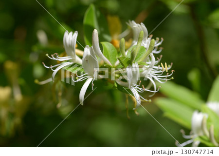 コウヤミズキ コウヤミズキ 130747714