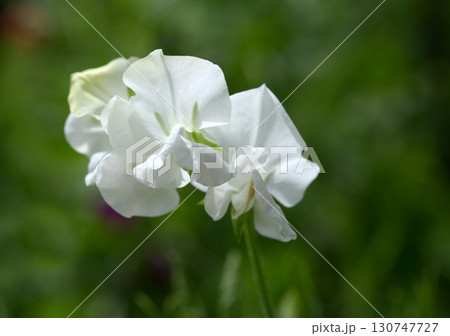 白いスイートピー 130747727