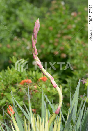 イトユッカ 130747799