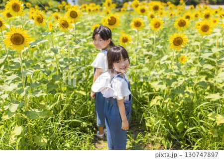 夏休みにひまわり畑で遊ぶ子供たち 130747897