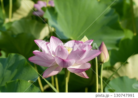 美しく咲く蓮の花 130747991
