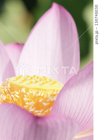 美しく咲く蓮の花　輝く 130748030