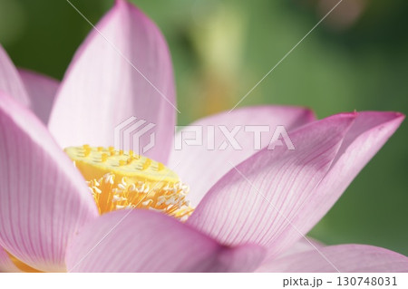 美しく咲く蓮の花　輝く 130748031