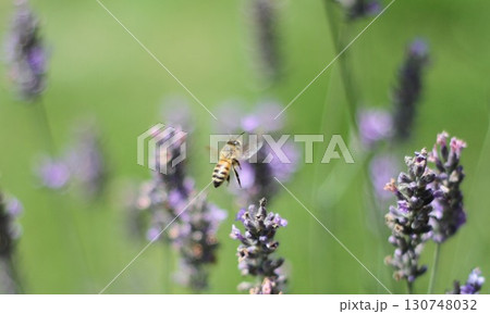 ラベンダーの花々の間を舞うミツバチの初夏の一瞬 ラベンダーの花々の間を舞うミツバチの初夏の一瞬 130748032