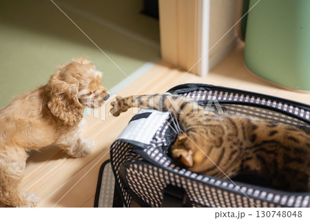 遊ぶ犬と猫 遊ぶ犬と猫 130748048