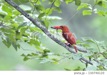 巣穴の雛に餌のカエルを運ぶ途中で枝に止まるアカショウビン 130748120