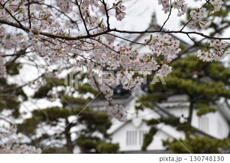 Cherry blossoms and pine trees 満開のソメイヨシノと松の木と日本の古城 130748130