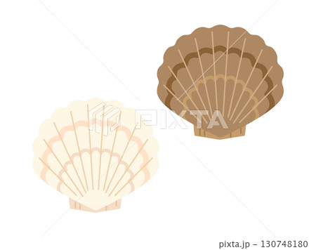 茶色と白色のホタテ貝のイラストのセット 130748180