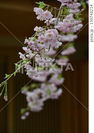 Double weeping cherry blossoms 日本家屋の玄関先に咲く八重のしだれ桜 130748214
