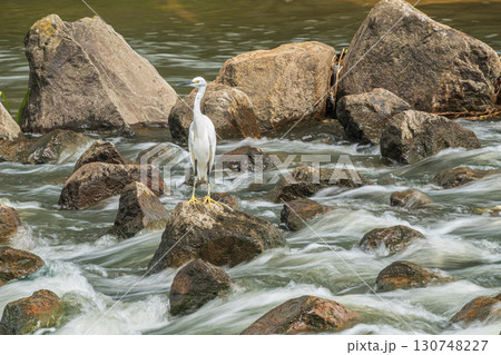 シラサギ（コサギ）　枚方市天野川 130748227