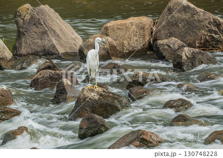 シラサギ(コサギ) 枚方市天野川 シラサギ(コサギ) 枚方市天野川 130748228