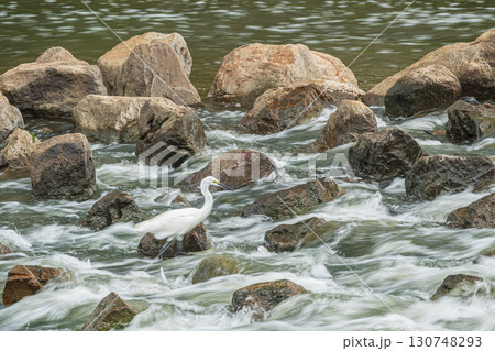 雨後の濁流と化した天野川 大阪府枚方市 雨後の濁流と化した天野川 大阪府枚方市 130748293