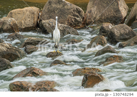 雨後の濁流と化した天野川 大阪府枚方市 雨後の濁流と化した天野川 大阪府枚方市 130748294