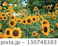 ジュネーブの花壇に咲くヒマワリと都市の緑の調和 130748383