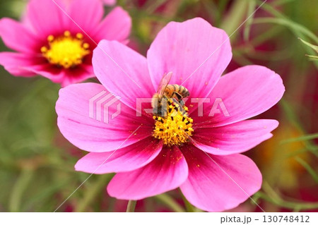 コスモスの花とミツバチ 130748412