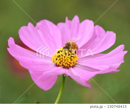 コスモスの花とミツバチ 130748415