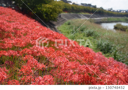 A cluster of red spider lilies / 遊歩道沿いに群生する赤い彼岸花 130748432