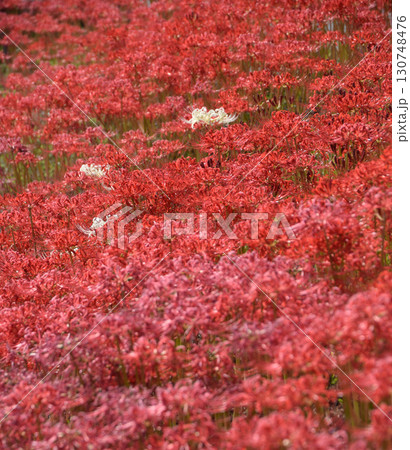 Red and white spider lilies 遊歩道沿いに群生する紅い彼岸花と白い彼岸花 Red and white spider lilies 遊歩道沿いに群生する紅い彼岸花と白い彼岸花 130748476
