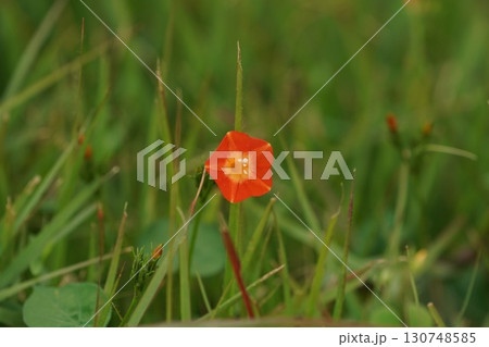 マルバルコウの花 マルバルコウの花 130748585