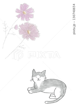猫とコスモス 130748654