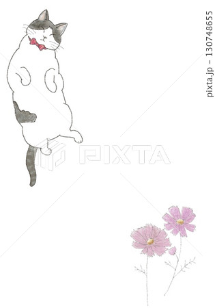 猫とコスモス 猫とコスモス 130748655