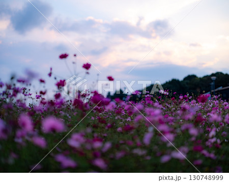 夕日に照らされるコスモス畑 130748999