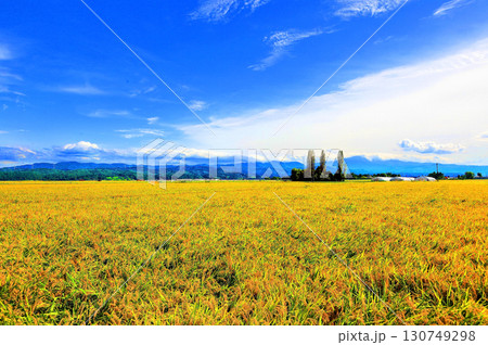 収穫の秋田園風景 収穫の秋田園風景 130749298