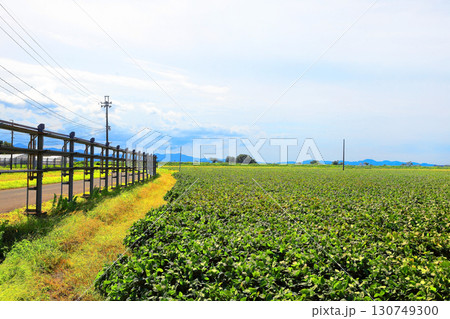 収穫の秋田園風景 収穫の秋田園風景 130749300