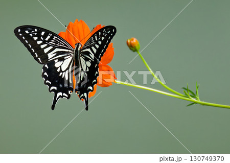 花に留まるナミアゲハ 130749370