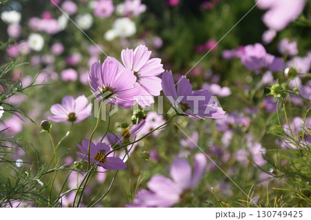 Pale purple cosmos flowers 下から見上げた薄紫色のコスモスの花 @秋の高原 130749425