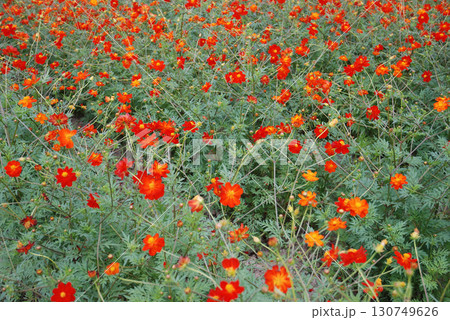 Cosmos field in autumn / 秋のコスモス畑に群生するオレンジ色のコスモスの花 Cosmos field in autumn / 秋のコスモス畑に群生するオレンジ色のコスモスの花 130749626