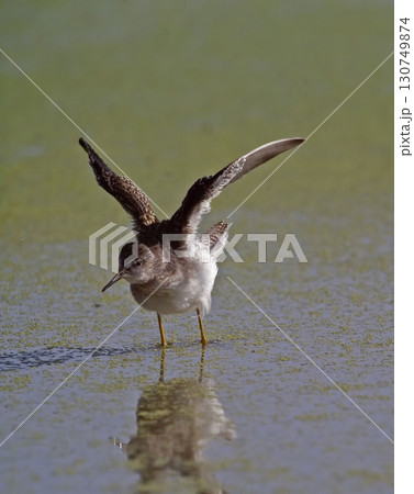 Vertical of a Lesser Yellowlegs, Tringa flavipes, stretching wings 130749874