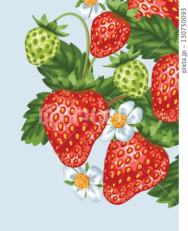 vibrant illustration of fresh strawberries with green leaves and white flowers vibrant illustration of fresh strawberries with green leaves and white flowers 130750093